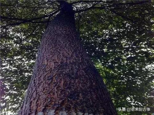 今天黄金价格多少钱一克官网,今日黄金价格一克多少？——揭秘官方网站最新行情