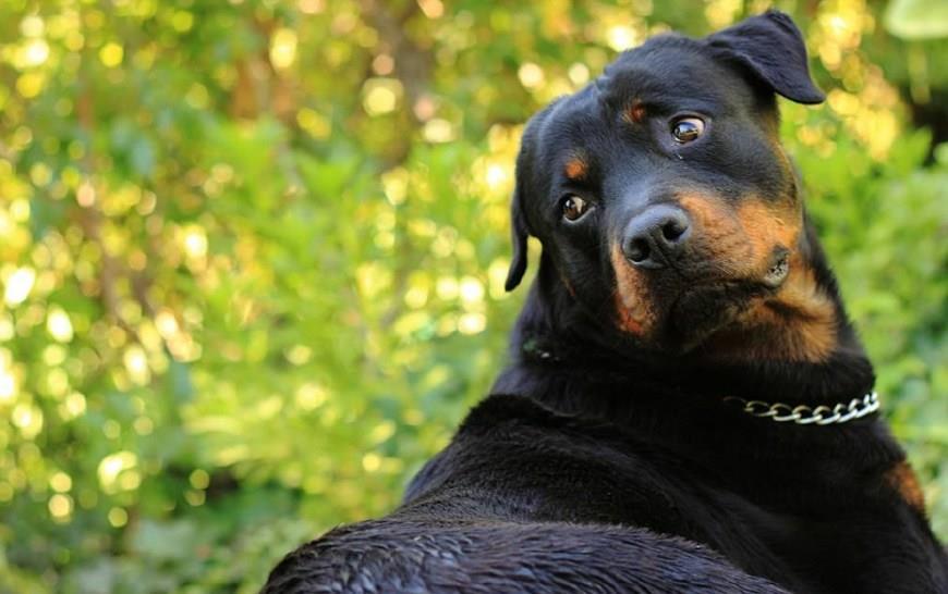 藏獒论坛藏獒论坛，探索中国古老犬种的文化与交流平台