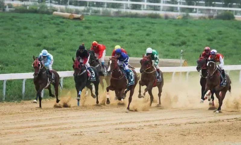 香港正版马会精选资料大全探索香港正版马会精选资料大全，揭秘赛马的智慧与魅力